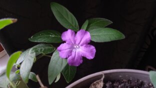 Сад/огород 2022