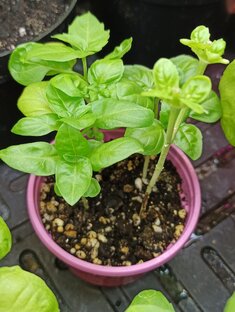 Салат, руккола, базилик