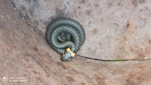 Змеи и ящерицы. 