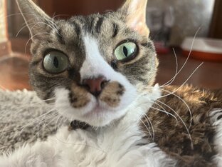 Кот Йосик 