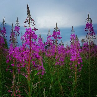 Дикорастущие травы.