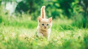 Лапками к счастью: о мире кошек и котят