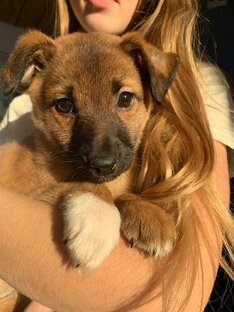 Наша Боня🐕