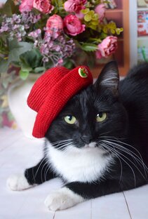 Четыре хвоста