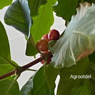 Кофейное дерево