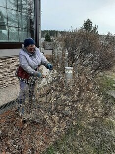 Обрезка деревьев и кустарников