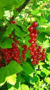 Моя фазенда. 