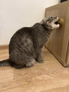 Кошачья мята  