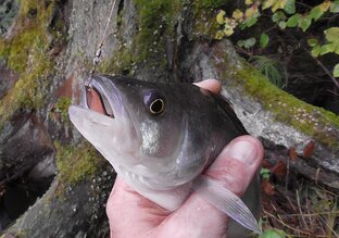 Окунь на спиннинг.