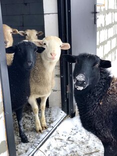 Баран Беляш и его овечки