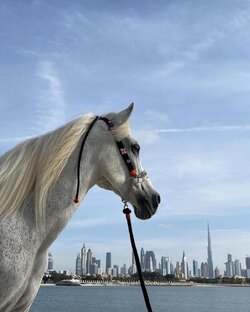 Я ПРОСТО СОСКУЧИЛАСЬ МОЙ КОНЬ 