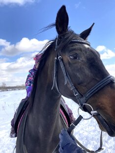 Четыре ноги