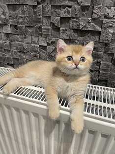 Красавчик мальчик 