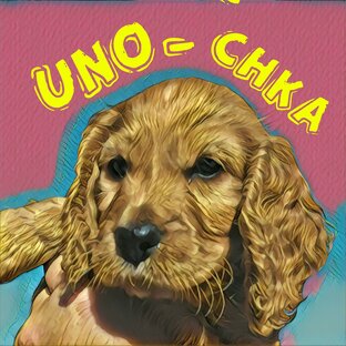 Дрессировка щенка спаниеля UNO