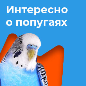 Интересно о попугаях