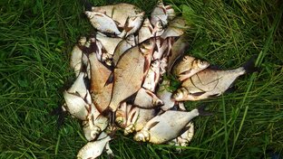 Рыболовные советы