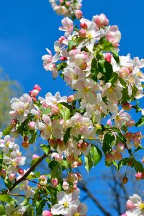 Однажды расцветут сады