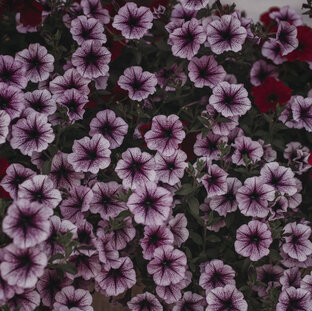 Петуния в саду