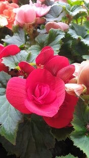 Все о цветах