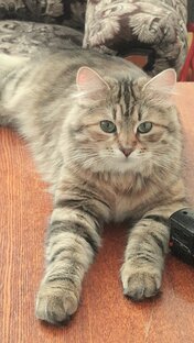 Сибирские кошки