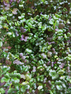 Микрозелень