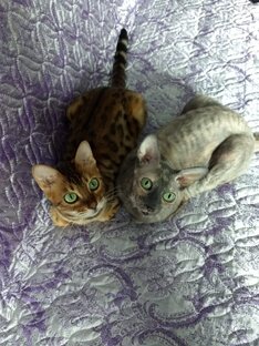 Весёлые кошки