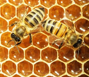 Пчеловодство. Пасека