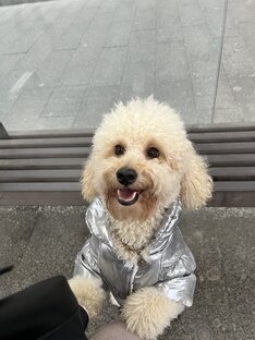 Мальтипу Той 💛