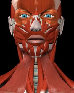 Анатомия мышечной системы 