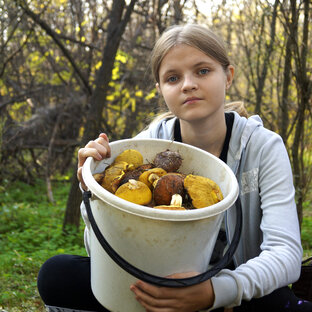 Сбор грибов !