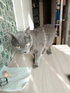 Катаны😁👍