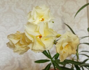 Олеандры и уход за ними