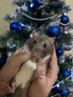 Младший из семейки 🐀