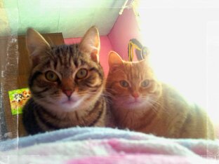 Мои кошки