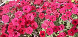 Петуния в вашем саду