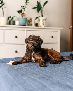 Кто они - щенки и собачьи подростки?