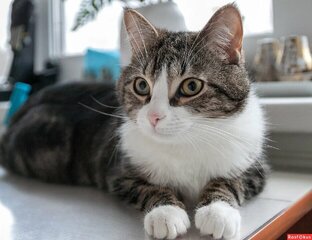 Породы кошек 