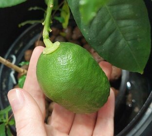 Pro.Лимон 🍋 