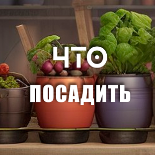 __ЧТО ПОСАДИТЬ__