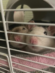 Жизнь крысок🐀 
