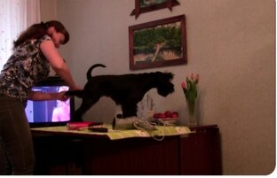 Собачье дело