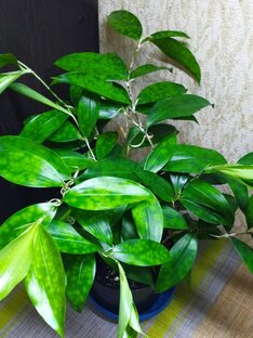 Драцены и кордилина