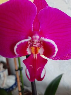 Всё об орхидеях