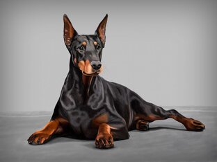 Собаки
