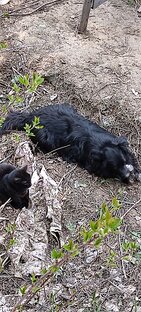 Братья наши меньшие