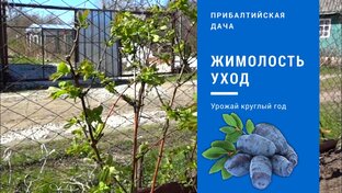 Жимолость. 