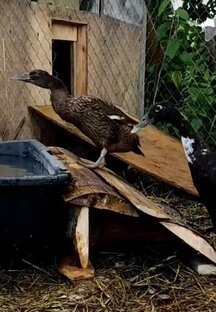 Утки индийский бегунок 