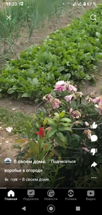 Что на огороде?