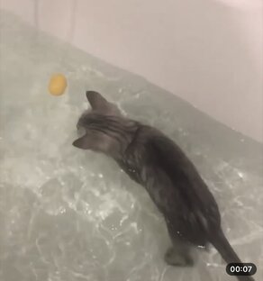 Морской котик