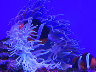 подводная съёмка